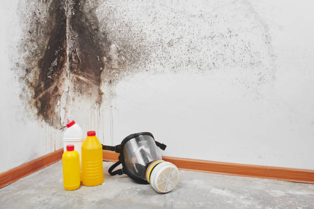 Best Toxic Mold Removal  in Morocco, IN