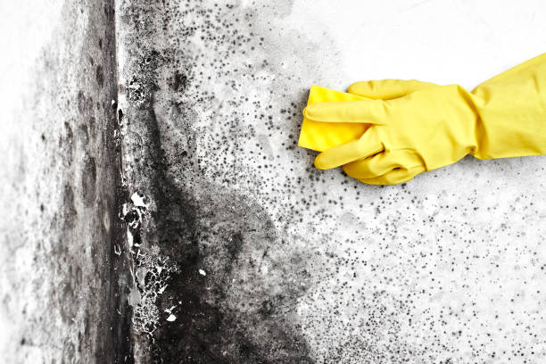Reliable Morocco, IN Mold Removal Solutions
