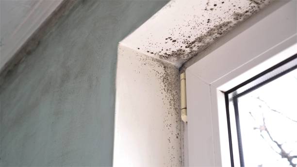 Best Mold Cleaning Services  in Morocco, IN