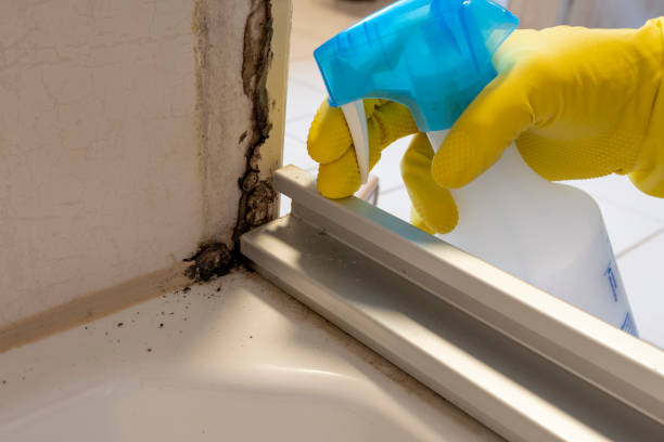 Best Attic Mold Removal  in Morocco, IN
