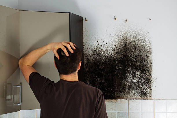 Best Residential Mold Removal  in Morocco, IN