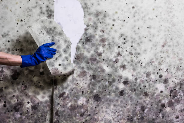 Best Home Mold Removal  in Morocco, IN